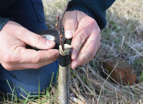 How long before my tree produces fruit? How to Graft an Avocado Tree to Produce Avocado Fruit ...