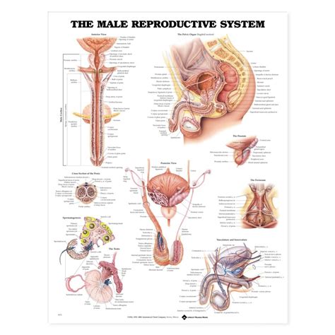 In these organs, muscles serve to move substances throughout. Male Reproductive System Anatomy Poster | Anatomical Chart ...