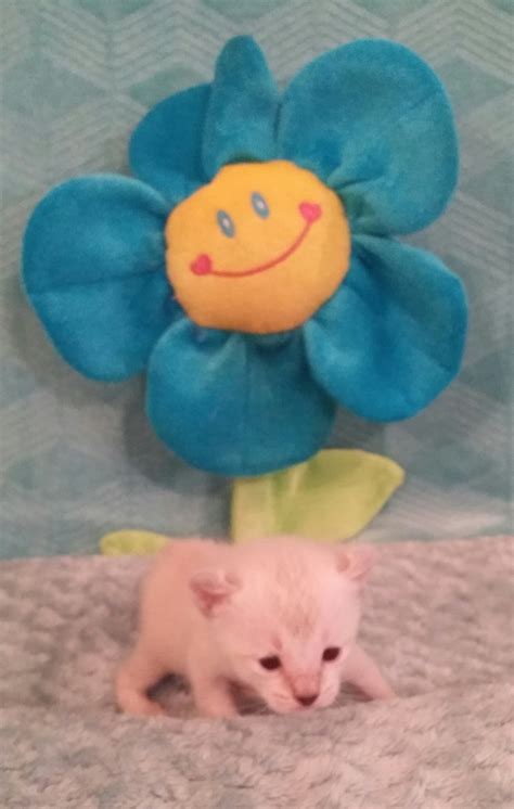 Get a ragdoll, bengal, siamese * kitten has been reserved * gorgeous highland lynx kitten 1 female highland lynx kitten available, she has extra toes front and back. Highland Lynx Cats For Sale | Atlanta, GA #306585