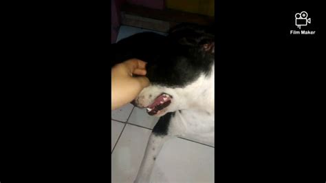 We did not find results for: Anjing hitam putih - YouTube