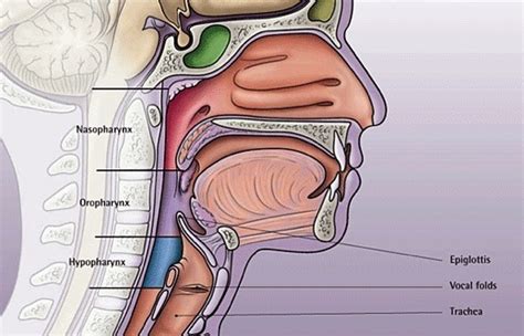 This diagram shows the structures of the throat for a child. Step up to the Mike « parterre box