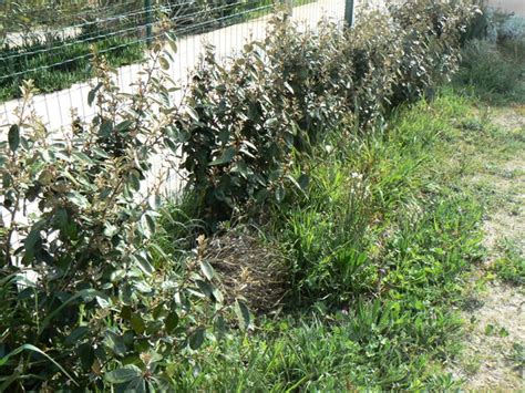 Family voyeur masturbatin first time getting a ideal. Wildwuchs an der Hecke (FOTO) - Album : Unser Haus / Garten