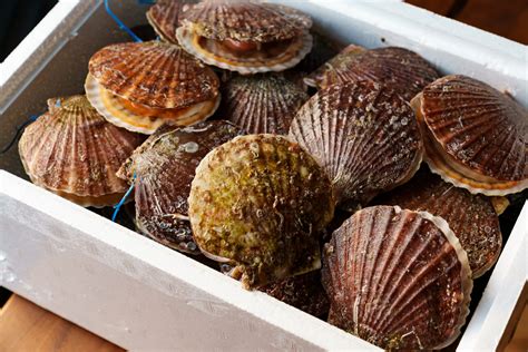 Our wholesale pricing on our products allows you to get more for less. Live shellfish exports face 'indefinite' EU ban ...