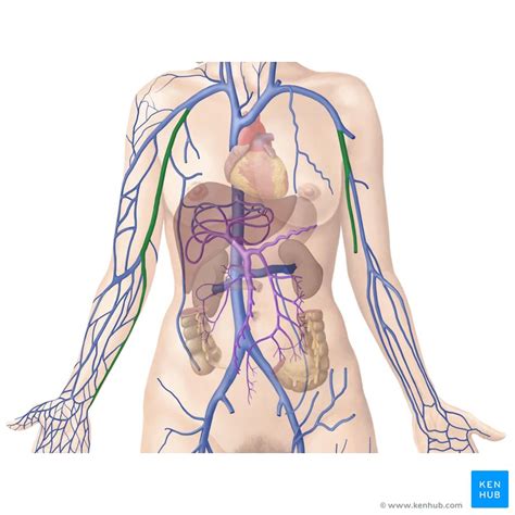 Explore the anatomy of the human cardiovascular system (also known as the circulatory system) with our detailed diagrams and information. 32 Label Major Arteries And Veins - Labels For Your Ideas