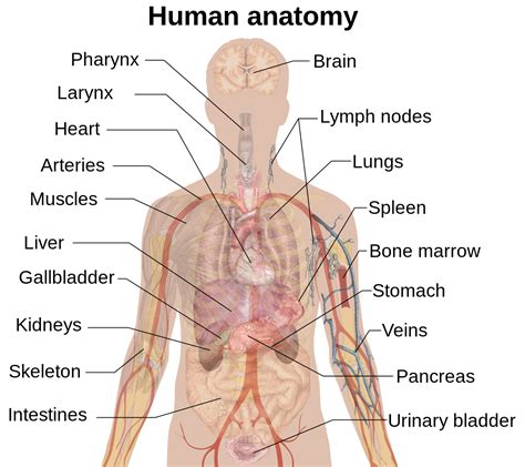 The human body is like a machine uniquely designed and consisting of various biological s. File:Internal organs.svg - Wikimedia Commons