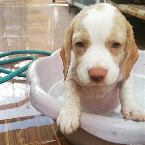 The blue tick beagle is not a different breed of beagle, it just has different coloration. bath time | Blue tick beagle, Baby beagle, Beagle puppy