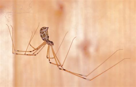 Specimens housed in a 12x17x6 cm plastic boxes have lived up to ten months without how long does it take for a spider to die without food? Common spiders living in your house