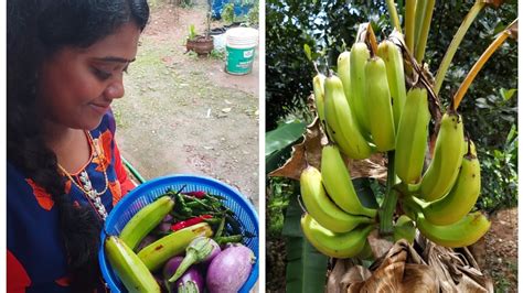 Also, when storing borax in the house, make sure to keep it out of the reach of kids and pets. HARVESTING VEGETABLES FROM MY GARDEN 🌶🍆🍌🌿 - YouTube