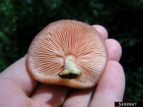 Rhodotus fungus, Rhodotus palmatus (Agaricales: Physalacriaceae) - 5492847