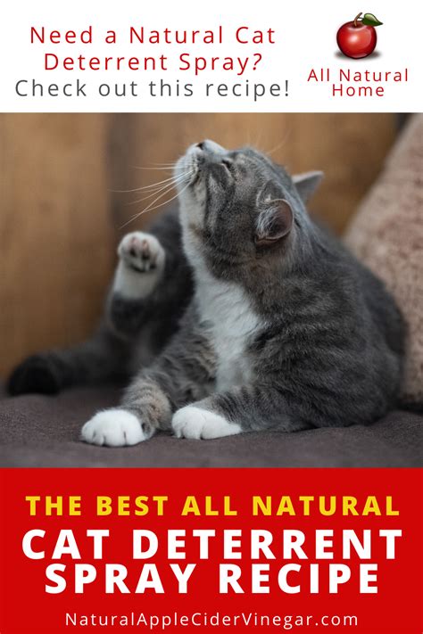Keep cats out of your garden. The Best All Natural Cat Deterrent Spray Recipe - All ...