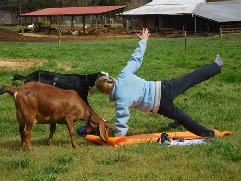 Places new baltimore, michigan sports & recreationyoga studio lotus one yoga studio. Take An Adorable Goat Yoga Class At Split Creek Farm In ...