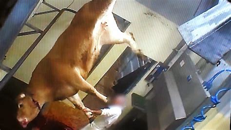L'abattoir intercommunal du vigan est certifié bio par ecocert. Abattoir bio du Vigan : la vidéo choc tournée par l ...