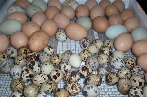 Cangkang telur ayam biasanya memiliki warna coklat atau putih. Mengapa Warna Telur Unggas Berbeda-beda? - Bobo