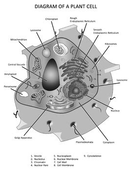 Amyloplast starch storage organelle an organelle in some plant cells that s. Diagram of a Plant Cell by Not Weird Homeschoolers | TpT