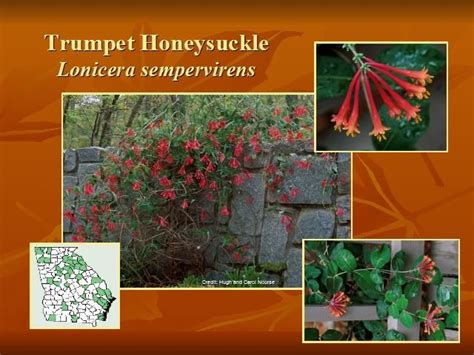 The wild form is growing in the hedgerows · grows well in full sun to part shade, not particular on soil types. Trumpet Honeysuckle is an evergreen vine with medium ...