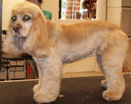 We did not find results for: cockerspanielhaircuts - Google Search | Cocker spaniel ...