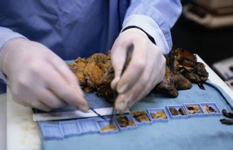 What they do, according to o*net: How Much Do Forensic Science Pathologists Make? | Chron.com