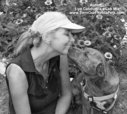 Ghost rider, fawn & tan catahoula leopard dog #catahoulas #catahoulacur #catahoulaleoparddog #puppy #dog #louisianacatahoulaleoparddog #hoddog #huntingdog #cattledog. Catahoula Leopard Dog - Amanda - Medium - Baby - Female ...