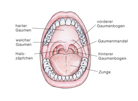 Für mich hört es sich nicht so an. Peritonsillarabszess, Mandelabszess - eesom Gesundheitsportal