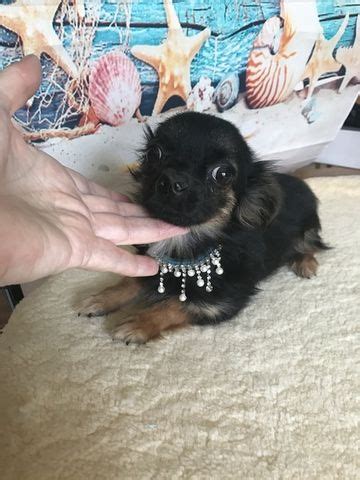My family also has applehead chihuahua puppies for sale, and i'm a breeder located in california. Chihuahua puppy for sale in TRACY, CA. ADN-64879 on ...