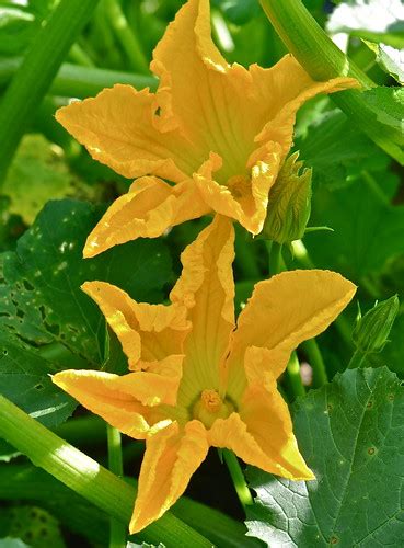 Maybe you would like to learn more about one of these? Zucchini Blossoms in Our Garden | Robert Sand | Flickr