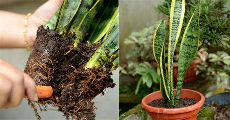 Do it your self memindahkan pokok lidah mertua (snake plant) sedia ada ke dalam pasu bunga yang lebih cantik. (VIDEO) 2 Cara Pembiakan Lidah Mak Mertua Yang Paling ...