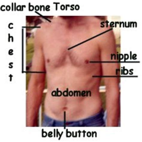 What organs are under your left rib cage? 外国网站学习推荐——教你辨认全身每个部位 --外语频道--中国教育在线