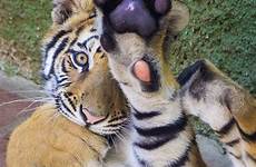 tigers tiger animals baby sumatran cute five high animal abilities wild cats credit beautiful read