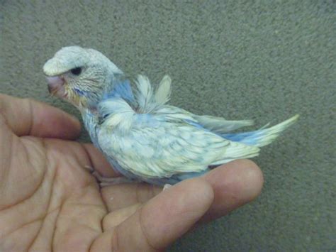 Two blue birds with unusual markings were seen and bought by a breeder there. Mutaciones en periquitos VI : Los raros | Infoexóticos en ...