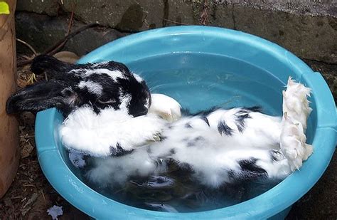 Be sure to rinse all washed areas well so that no shampoo remains. Como dar banho em coelhos