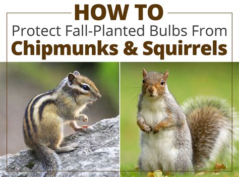 How to keep chipmunks and squirrels out of garden. How to Protect Fall Bulbs From Chipmunks and Squirrels ...