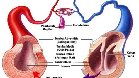 Tinja tersebut akan berbentuk seperti ter (lengket) dan menimbulkan bau yang khas. Ini Alasan Mengapa Pembuluh Darah Terlihat Berwarna Biru ...