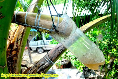 Bagi mereka yang meminati air nira ini, tahukah anda minuman ini mempunyai banyak khasiat kepada tubuh badan? Alami Terengganu: Nira Kelapa dan Nira Nipah Kampung ...