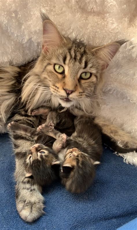 Join millions of people using oodle to find kittens for adoption, cat and kitten listings, and other pets adoption. Maine Coon Kittens for Sale in Tampa, Florida - Breeding ...