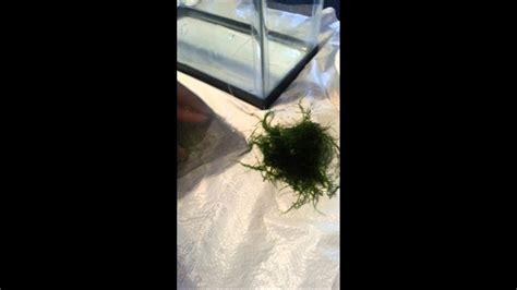 It is one of the most common mosses used in the aquarium as well the leaves of submersed forms of this plant species are much smaller than those grown on land. Java moss carpet - YouTube