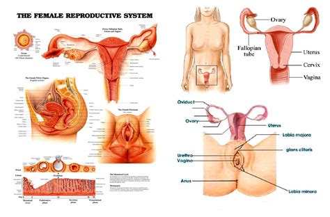Each part of the reproductive system works in synergy with the other to provide the ideal setting for a new life. Anatomy Of The Female Reproductive System | MedicineBTG.com