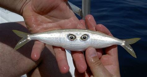 Image of resolution 412x445 pixels, chernobyl mutations fish 81680 the images come in various sizes and cover a range of subjects, filetype: Chernobyl Fish Mutations Mutated fish from chernobyl | W O R K - Swan Dive | Pinterest ...