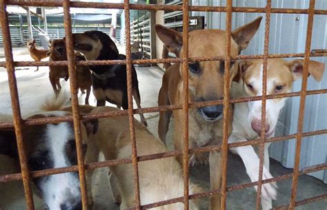 Animal cruelty legislation in Malaysia is ineffective ...