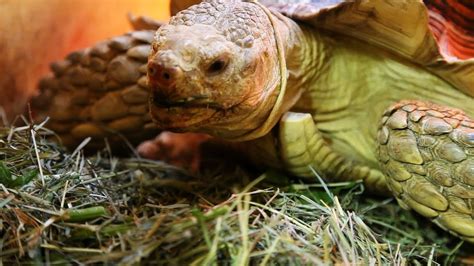 Turtles and tortoises may seem like the ideal training pets for kids (or for adults who don't have a lot of energy), but there are some very strong arguments against their adoption. What's a Sulcata Tortoise? | Pet Turtles - YouTube