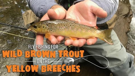 Tco offers fly fishing guide services in a full or half day format for trout, smallmouth bass, steelhead, northern pike, carp and anything else that swims! Fly Fishing For Wild Brown Trout on The Yellow Breeches ...