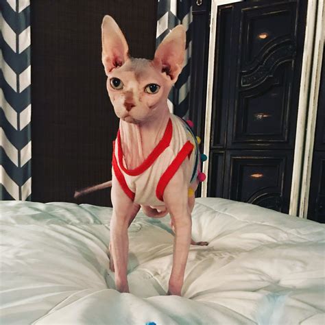 Available sphynx kittens for sale we sale our kittens very cheap and in good health condition. Sphynx Kittens For Sale Nj