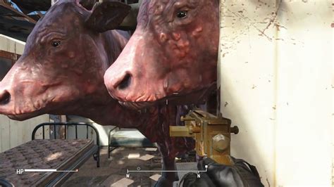 Settlements guide for fallout 4.this is a primer for how to get the most out of your settlements.if planned properly, settlements can be a very lucrative venture for players to spend time in. Fallout 4 Brahmin Stole My Bed! - YouTube