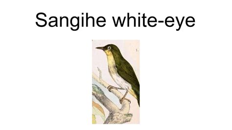Ioc world bird list version 6.3. Sangihe White-Eye - YouTube