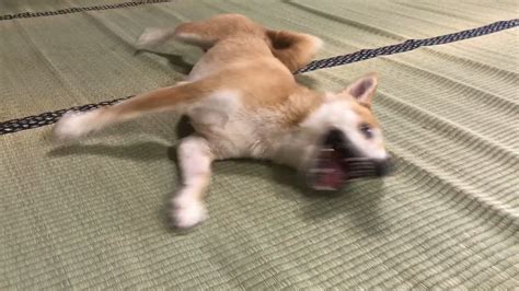 With tenor, maker of gif keyboard, add popular cute angry dog animated gifs to your conversations. 大嫌いなお風呂に入れられて荒ぶる柴犬 Angry dog after a bath - YouTube