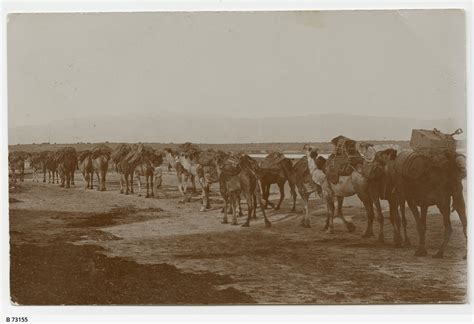 Given these words we can form up to 199 words by applying the rule of external sandhi, (like four + teen = fourteen in english), in sanskrit it can be done by putting the smaller number in front of bigger numbers (chaturdasa for 14). Line of working camels near Hergott Springs in South ...