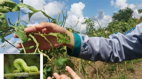 5 ada tiga jenis penyakit kuning utama: #AgroteknologiUBB-Hama Tanaman Kacang Panjang dan Cara ...