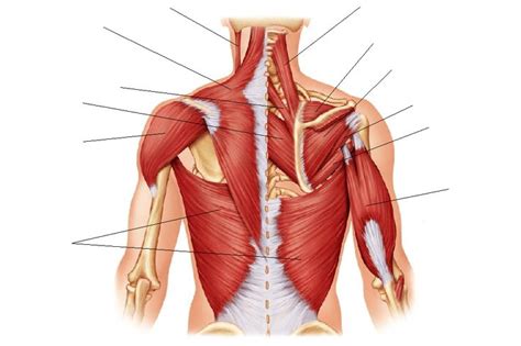 Smooth muscle diagram drawing : unlabeled back & shoulder muscles (posterior) in 2020 ...