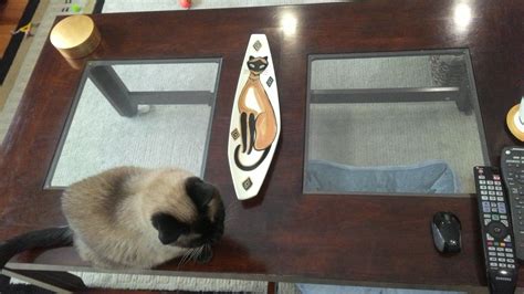 Key wood solid teak coffee table. Siamese cat mid century coffee table dish | Mid century ...