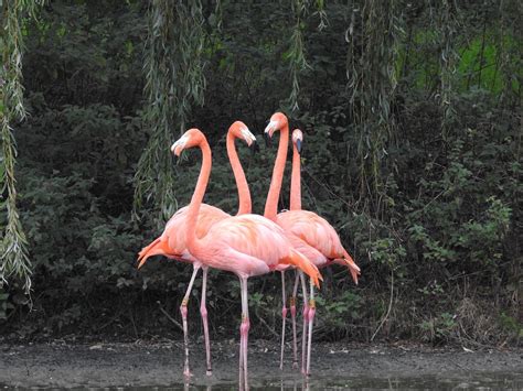 Amazing collection of flamingo wallpapers hd? Flamingo Wallpaper HD for Android - APK Download