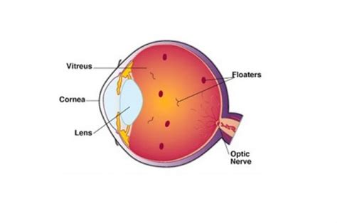 L'œil, également appelé globe oculaire, correspond à l'organe de la vue, captant le signal lumineux avant que comme chez beaucoup de mammifères, le globe oculaire se compose de différentes couches. Que sont ces choses étranges qui flottent dans vos yeux ...